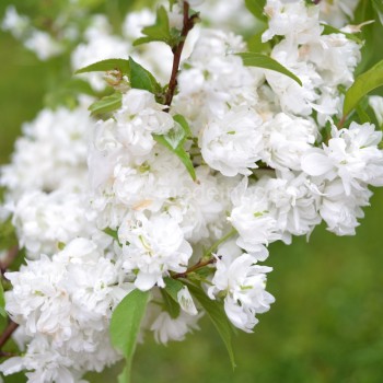 Sakura ‘Alba Plena‘