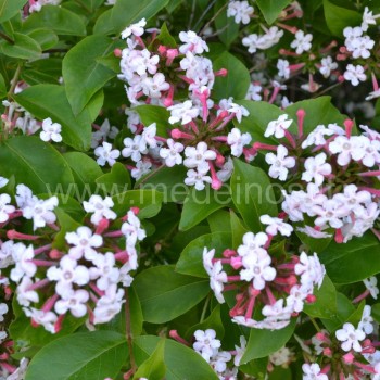 Abelia triflora