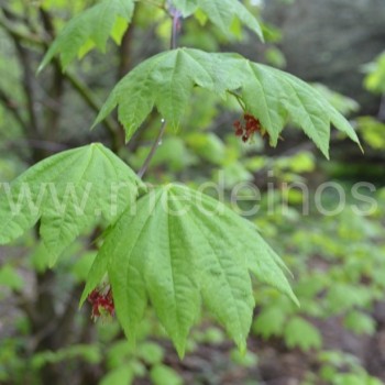 Japoninis klevas (Acer japonicum)