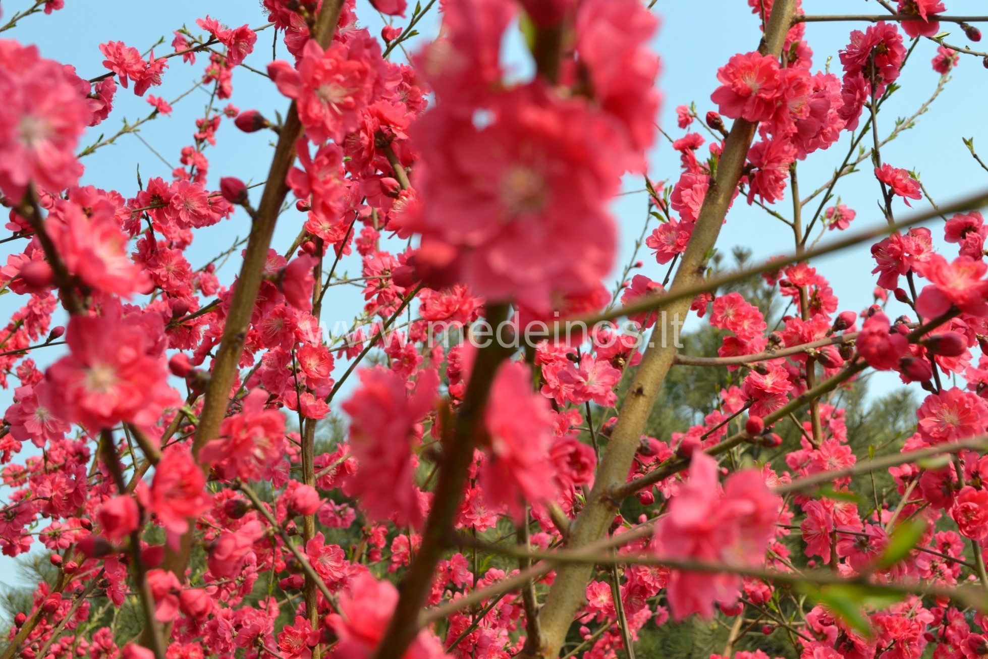 MIGDOLAI - NE DĖL RIEŠUTŲ, O DĖL GROŽIO