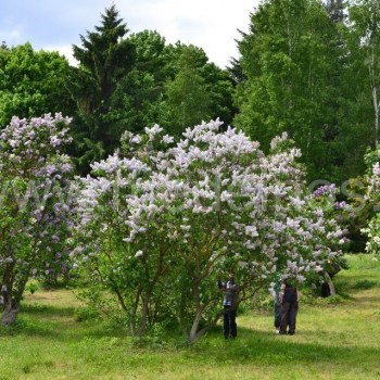 alyvos, lilac, syringa