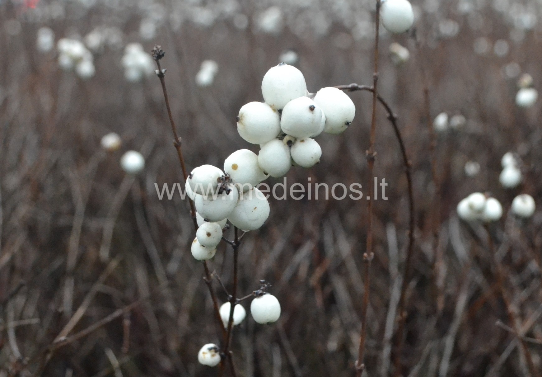 KRŪMAS, KURIS ŽIEMĄ PASIPUOŠIA Į PERLUS PANAŠIOMIS UOGOMIS