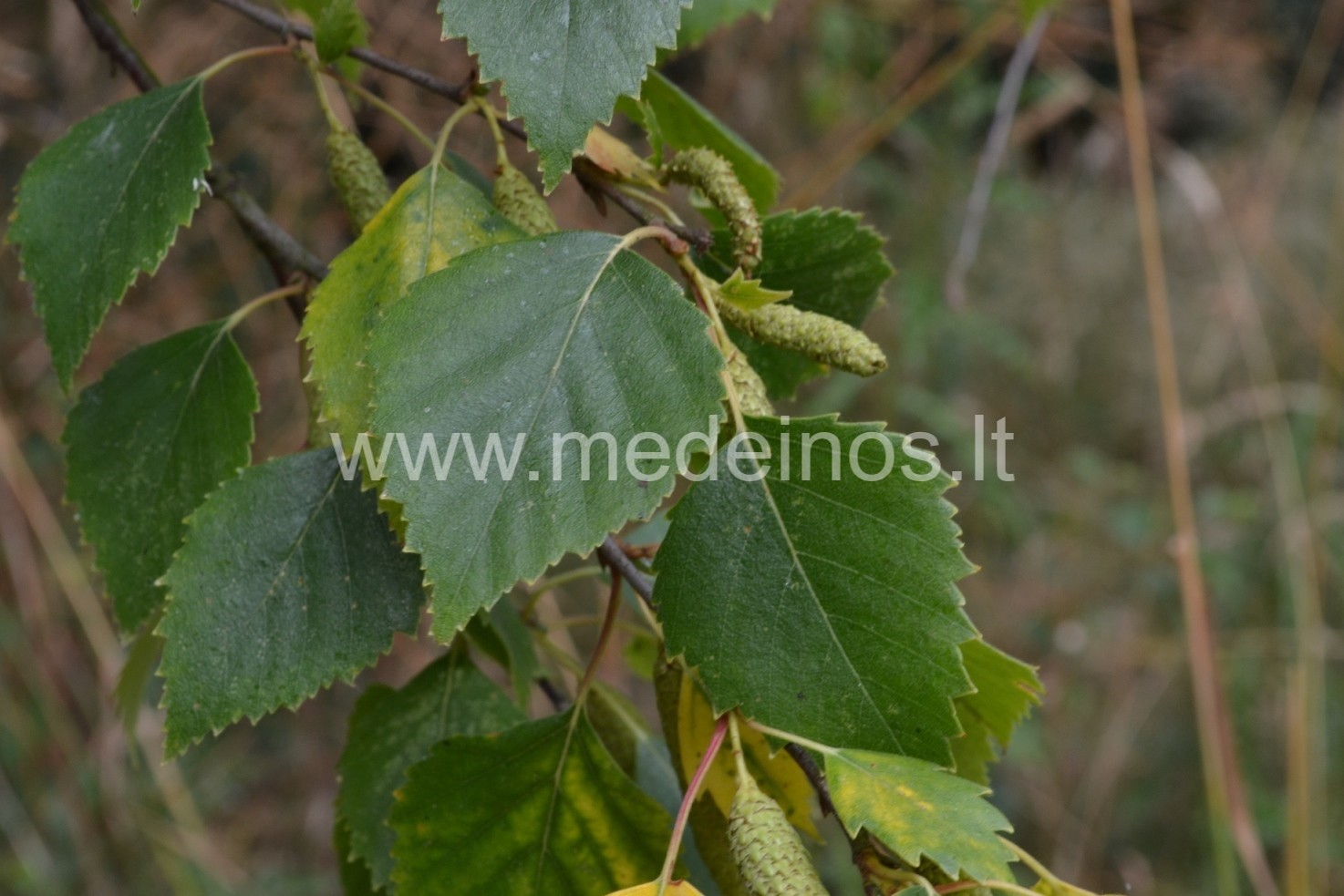 KRŪMAI IR MEDŽIAI, IŠ KURIŲ GALIMA SUSIRIŠTI VANTAS