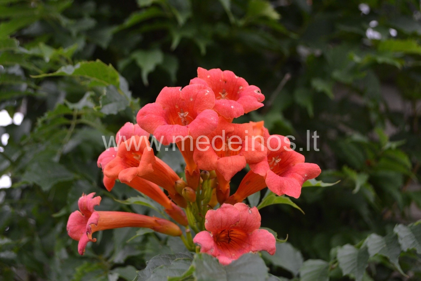 STAMBIAŽIEDĖS LĄSTŪNĖS ŽYDI RUDENIOP