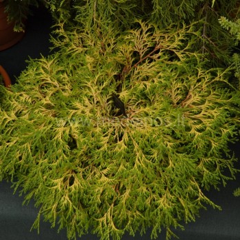 Chamaecyparis Karamachiba