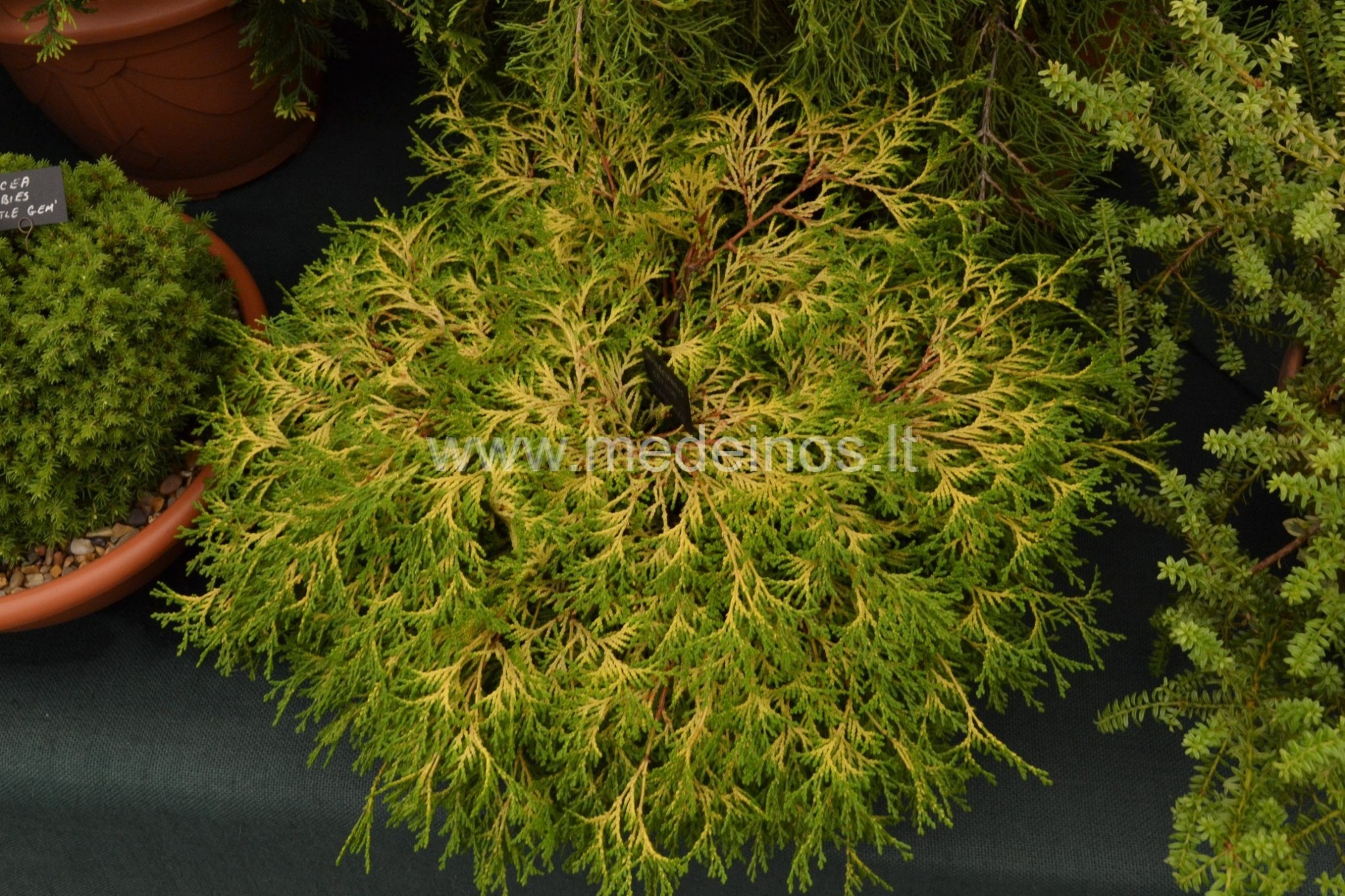 PASIDAIRIUS PO PUSKIPARISIŲ PASAULĮ