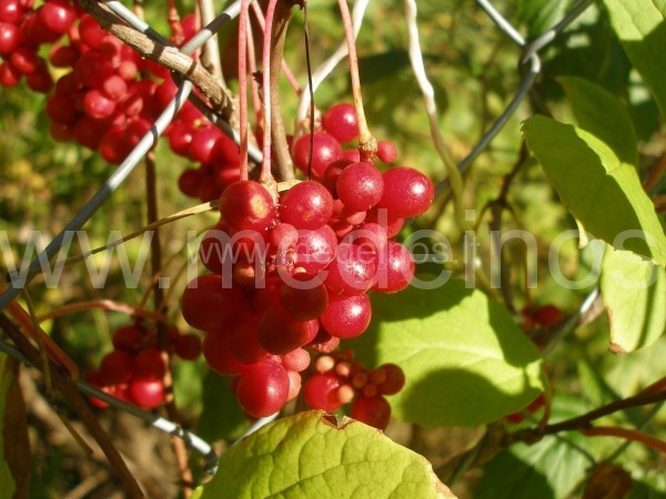 Schizandra chinensis