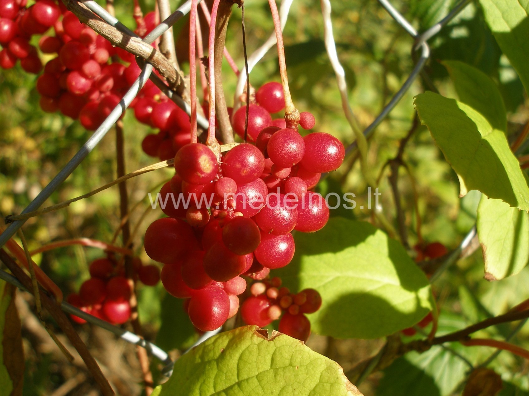 LENK MEDĮ KOL JAUNAS