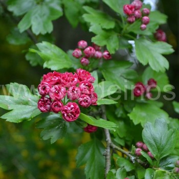 Crataegus Paul’s Scarlet