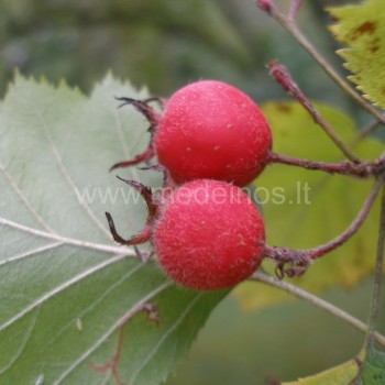 Crataegus submollis