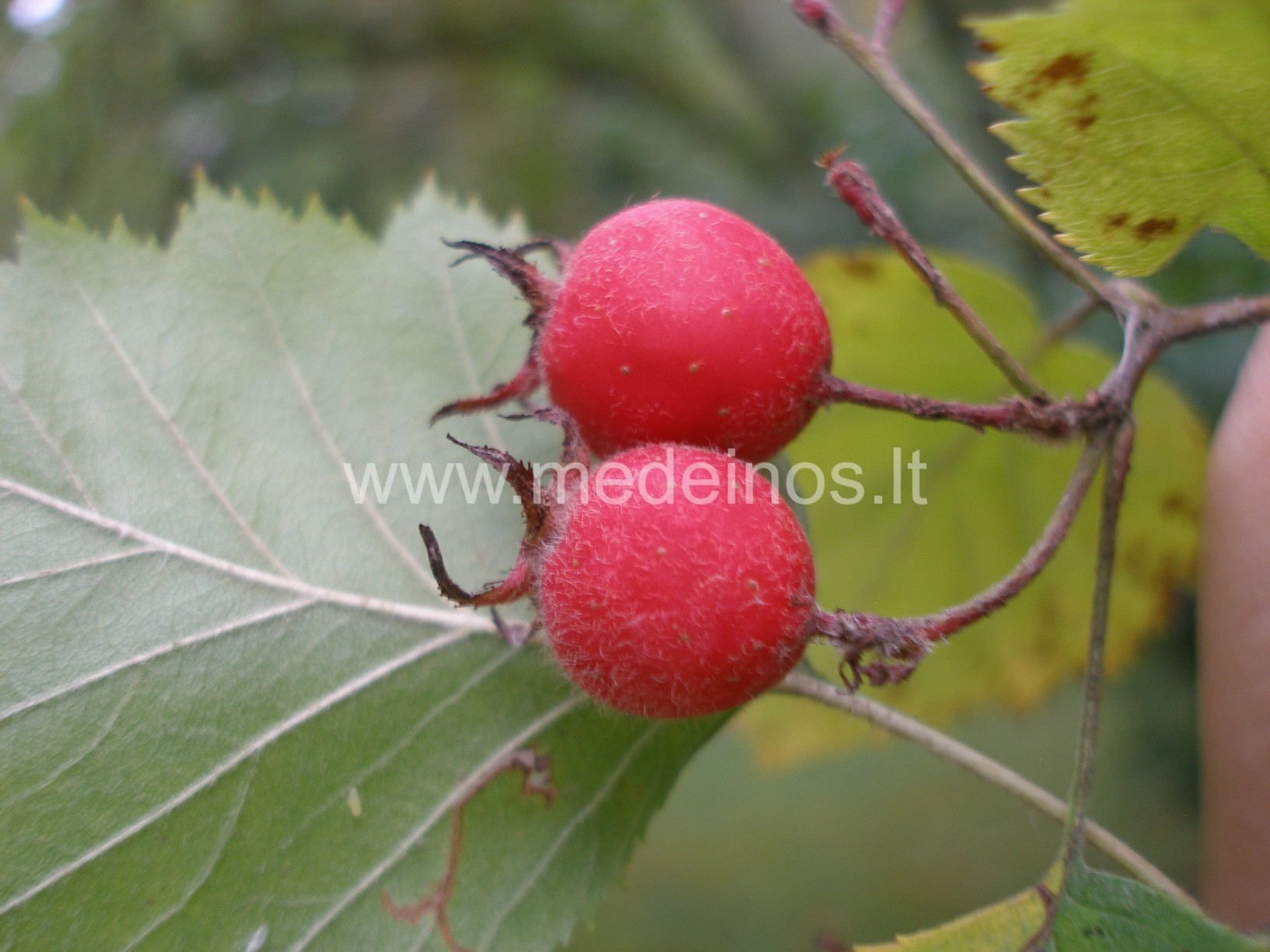 NAUDINGOSIOS GUDOBELĖS