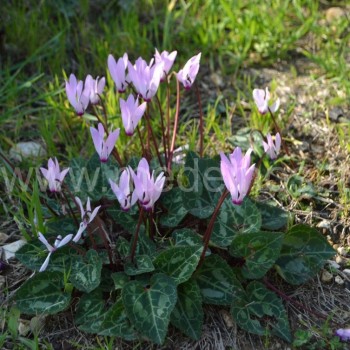 Cyclamen persicum