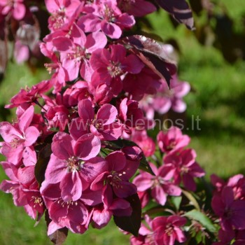 Dekoratyvinė obelis