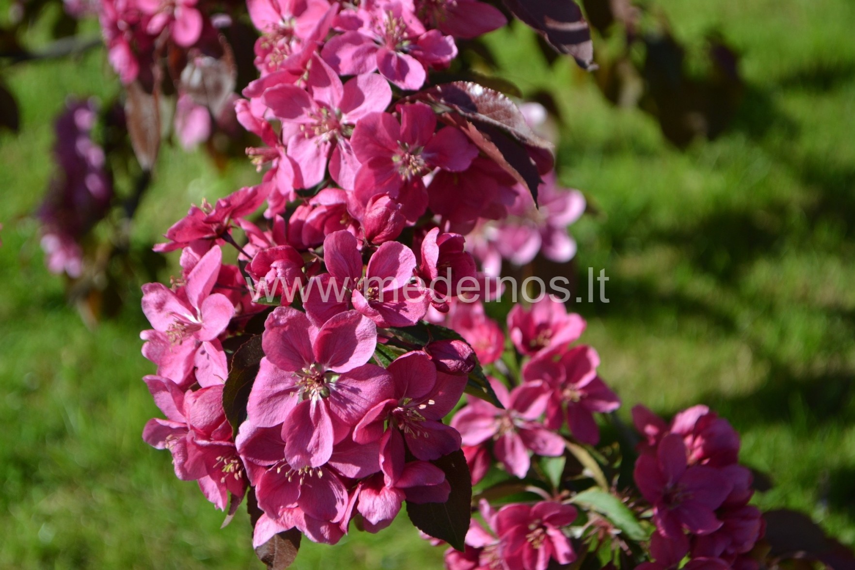 ROJAUS OBELYS LIETUVOJE, KAIP JAS AUGINTI