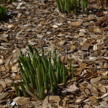 Hosta