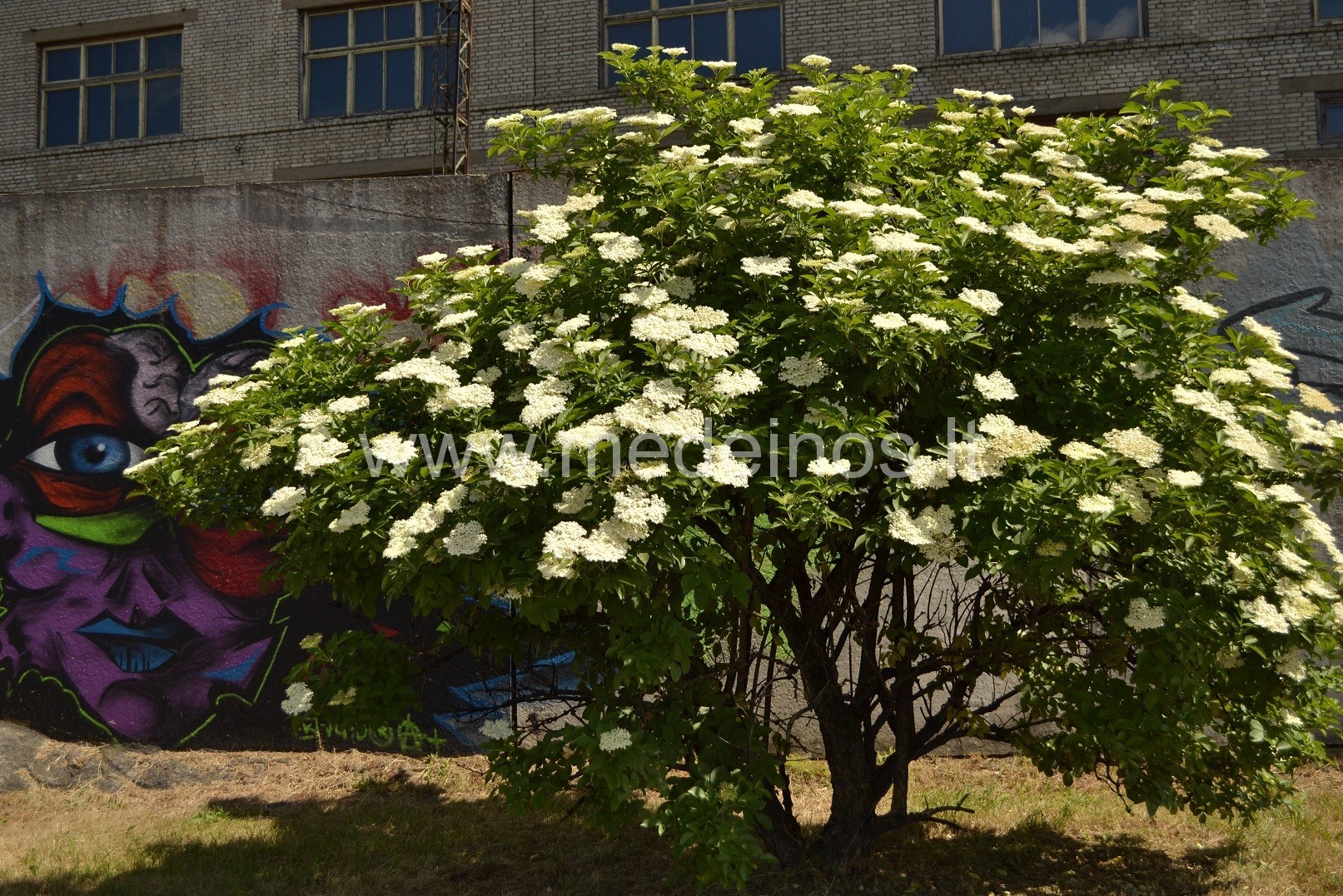 Tas viliojantis šeivamedžių žydėjimas