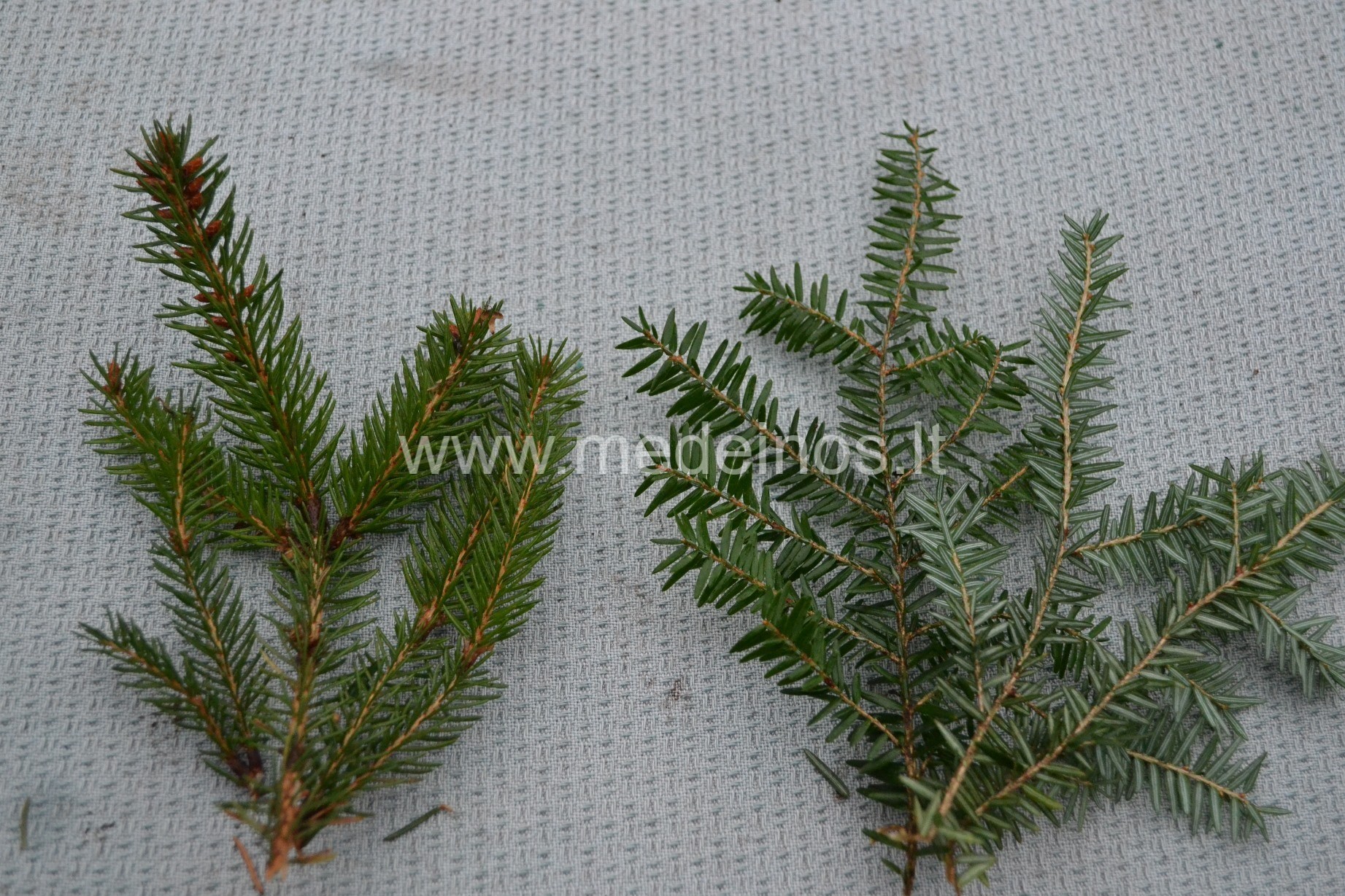 (NE) PAMIRŠTOS CŪGOS