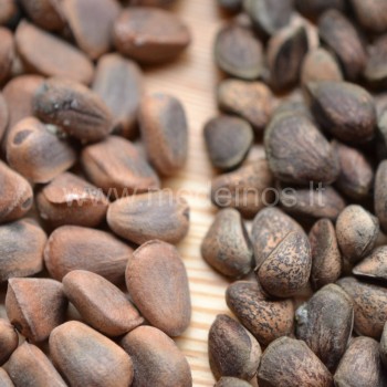 kedrines pusies riesutai