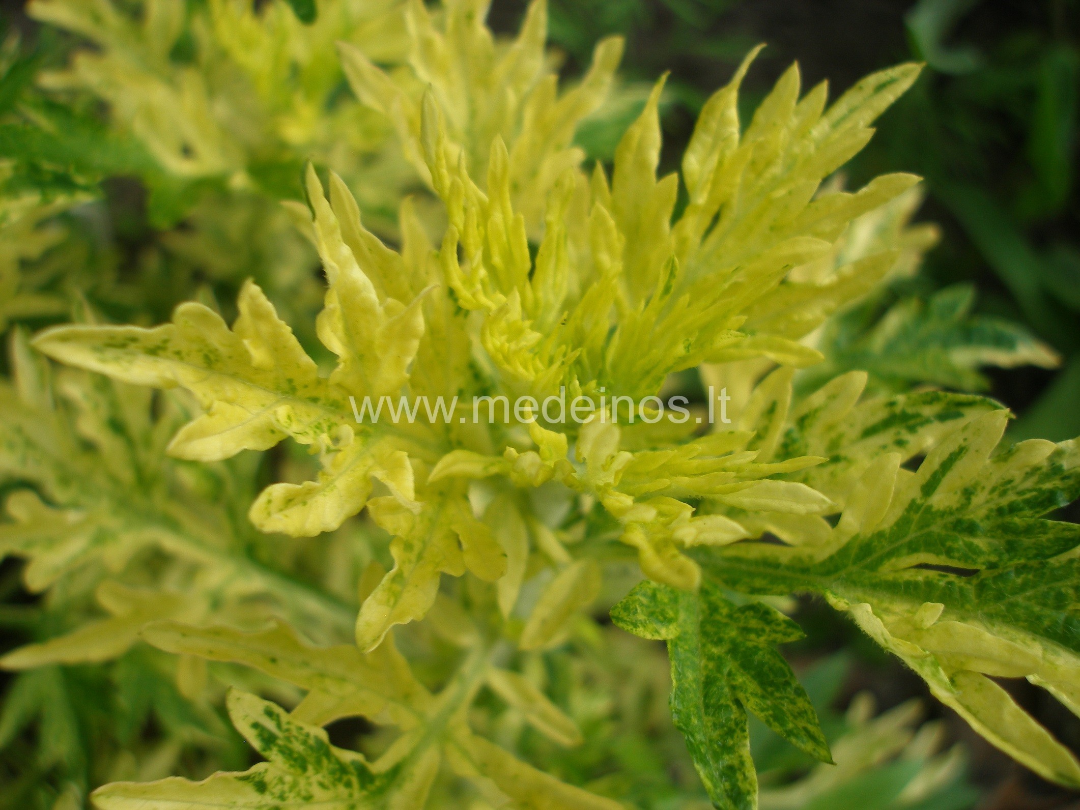 Šauni šeimyna: diemedis, pelynas, peletrūnas ir kietis