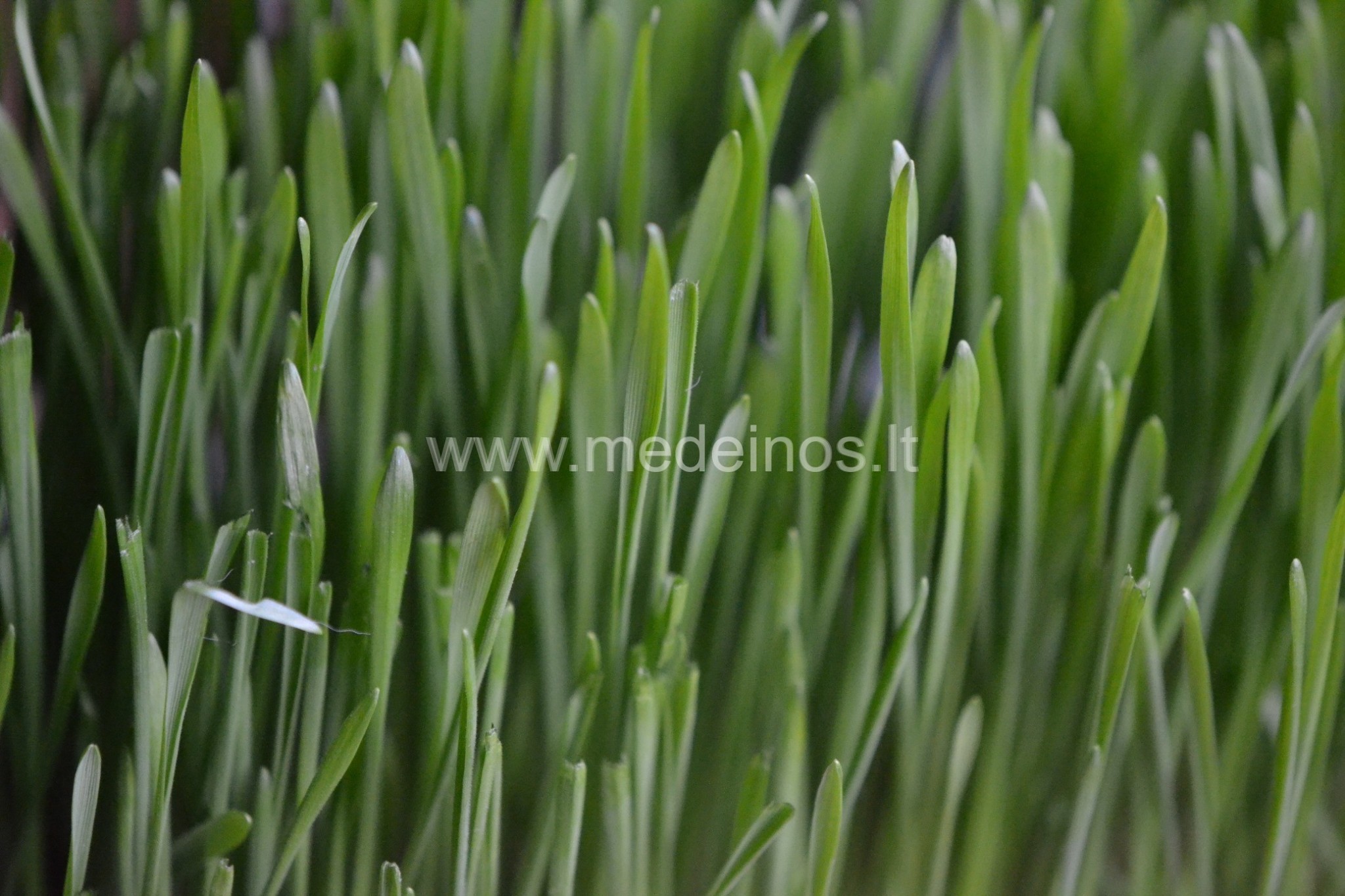 AUGALŲ CHEMINIS GINKLAS - ALELOPATIJA