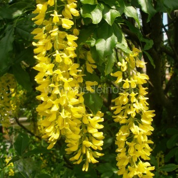 Pupmedžio (Laburnum) žiedynai