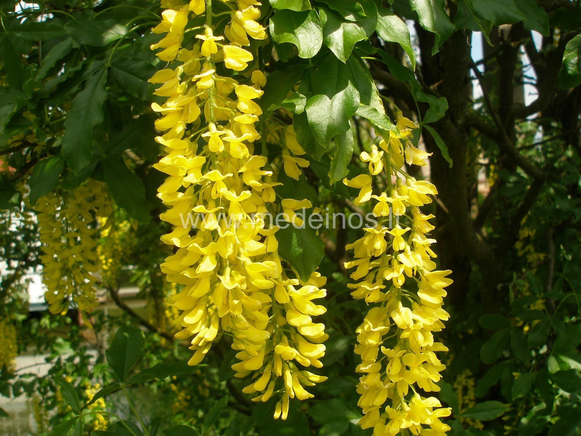 AUKSU ŽIBANTYS PUPMEDŽIAI