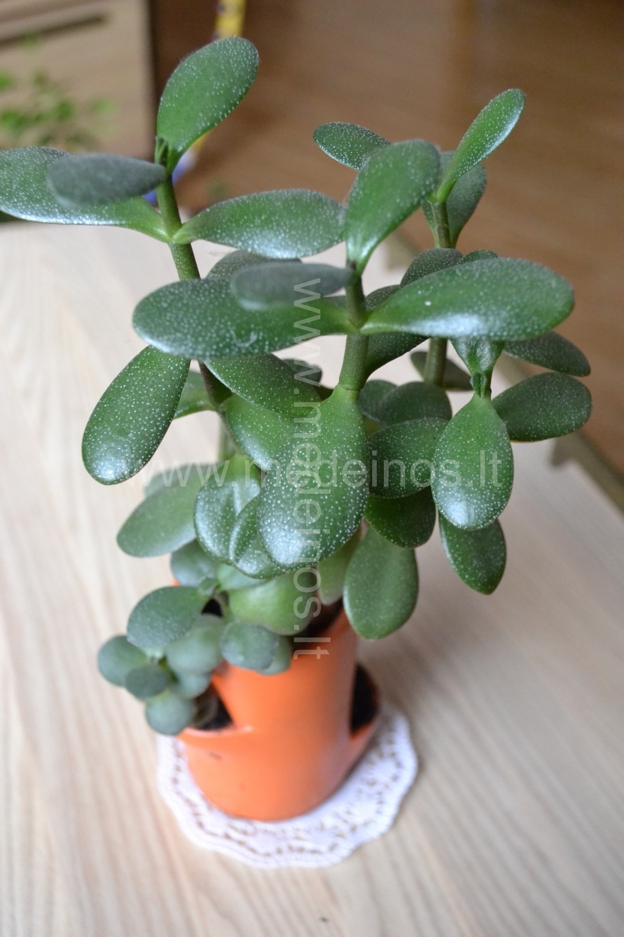 PINIGŲ MEDŽIAI - KAIP JUOS AUGINTI ?