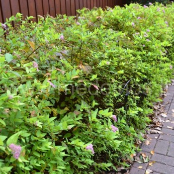 Japoninė lanksva 'Golden Princess'