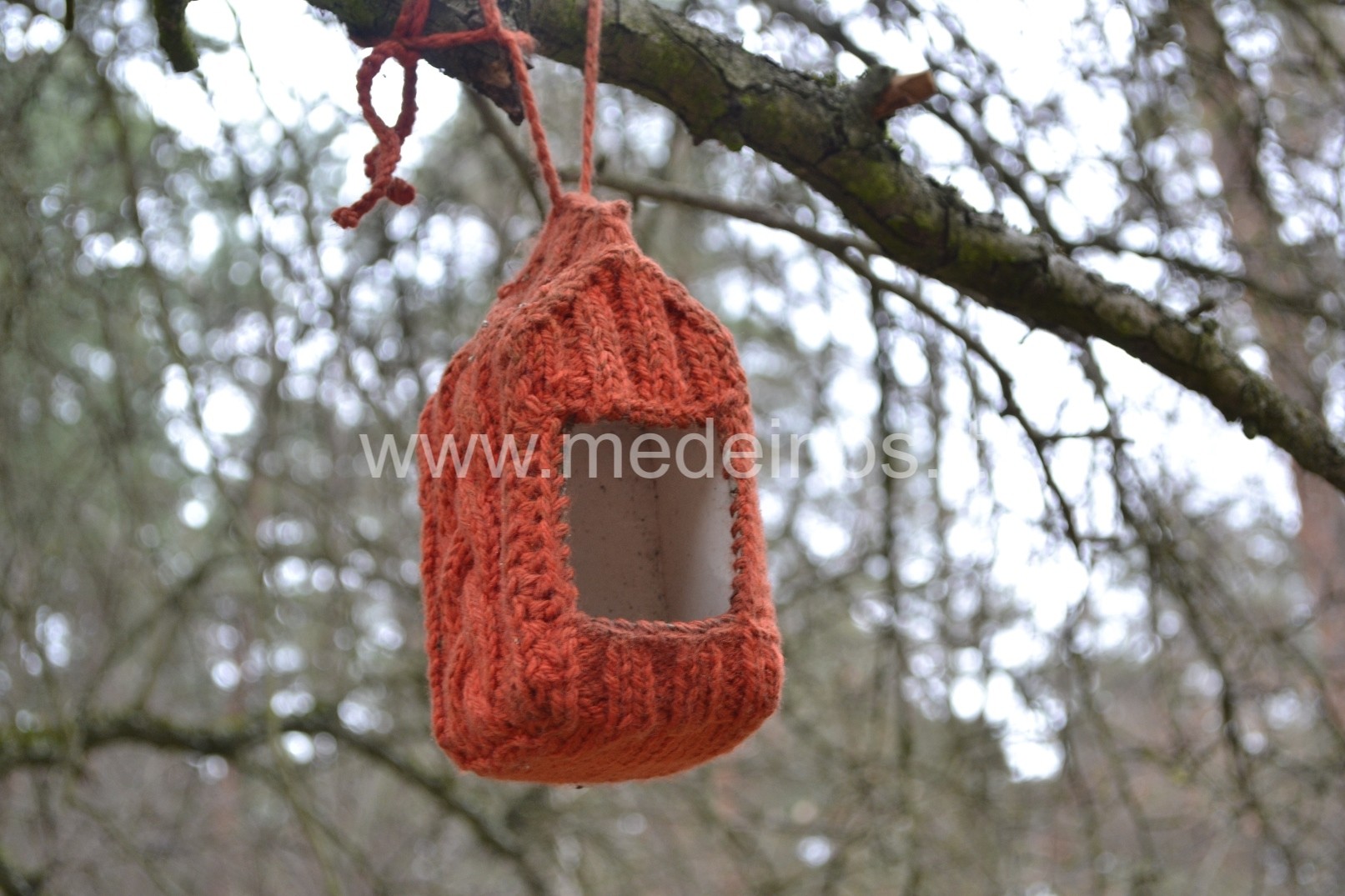 Apie augalus ir gyvūnėlius žiemą