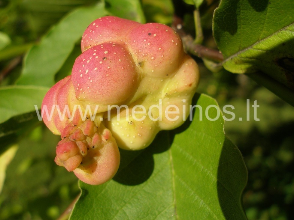 AUGALAI "JAPONAI" LIETUVOJE