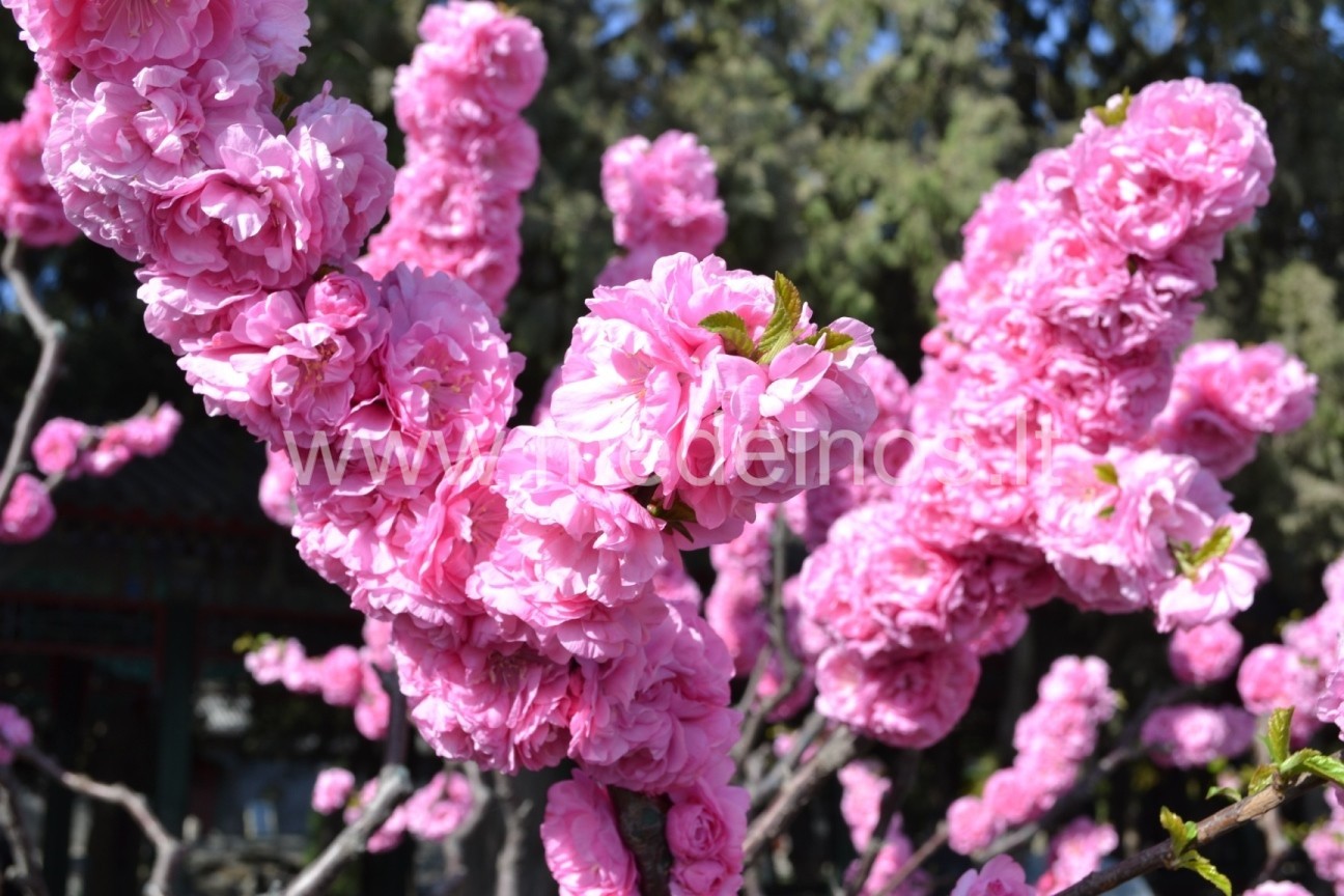 DANGIŠKIEJI IR ŽEMIŠKIEJI MIGDOLAI