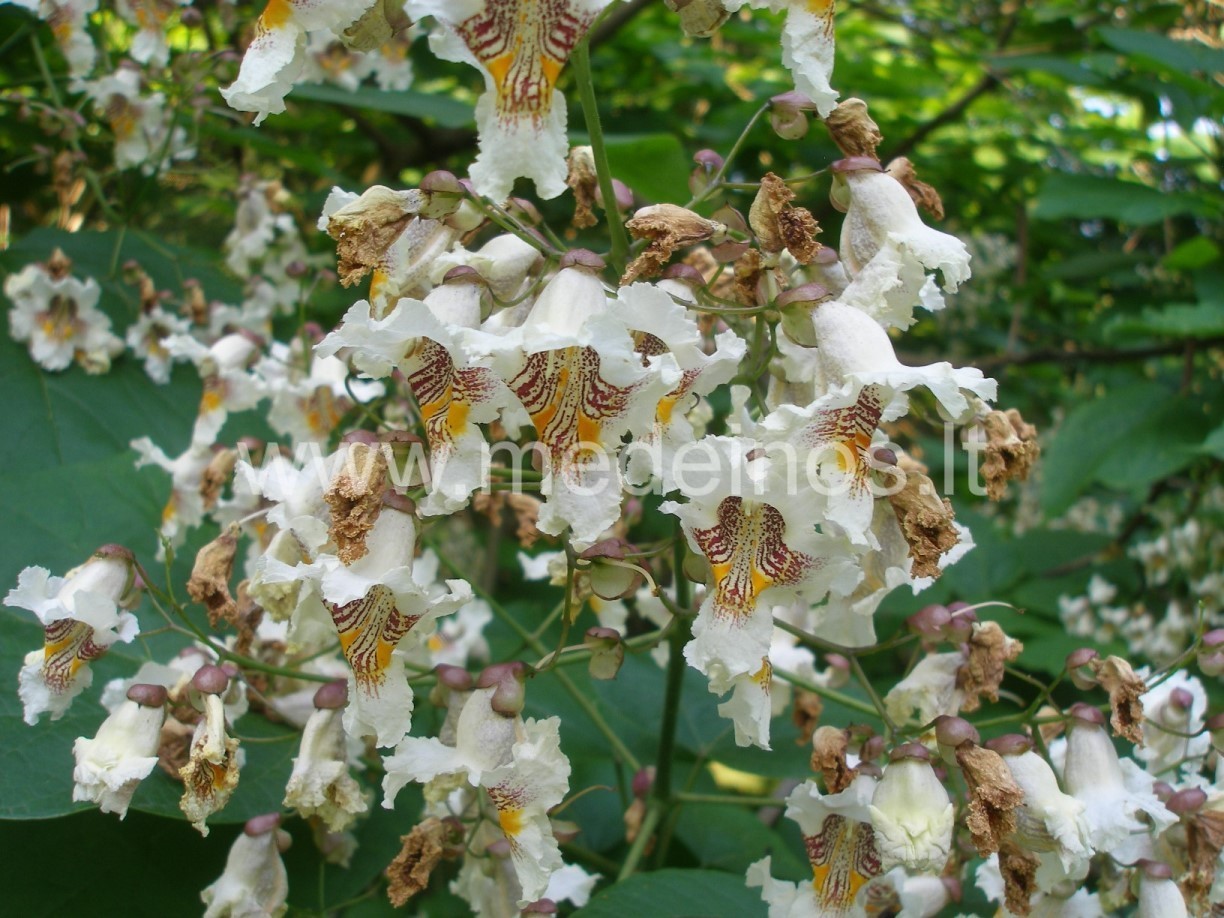 VĖLYVAS KATALPŲ ŽYDĖJIMAS