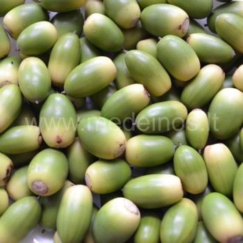 Paprastojo ąžuolo gilės