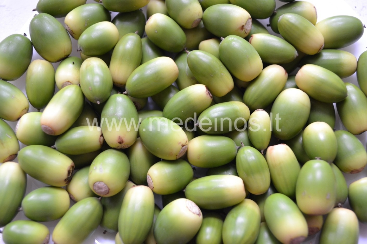 UŽSIAUGINKIME MEDŽIUS IR KRŪMUS IŠ SĖKLŲ !