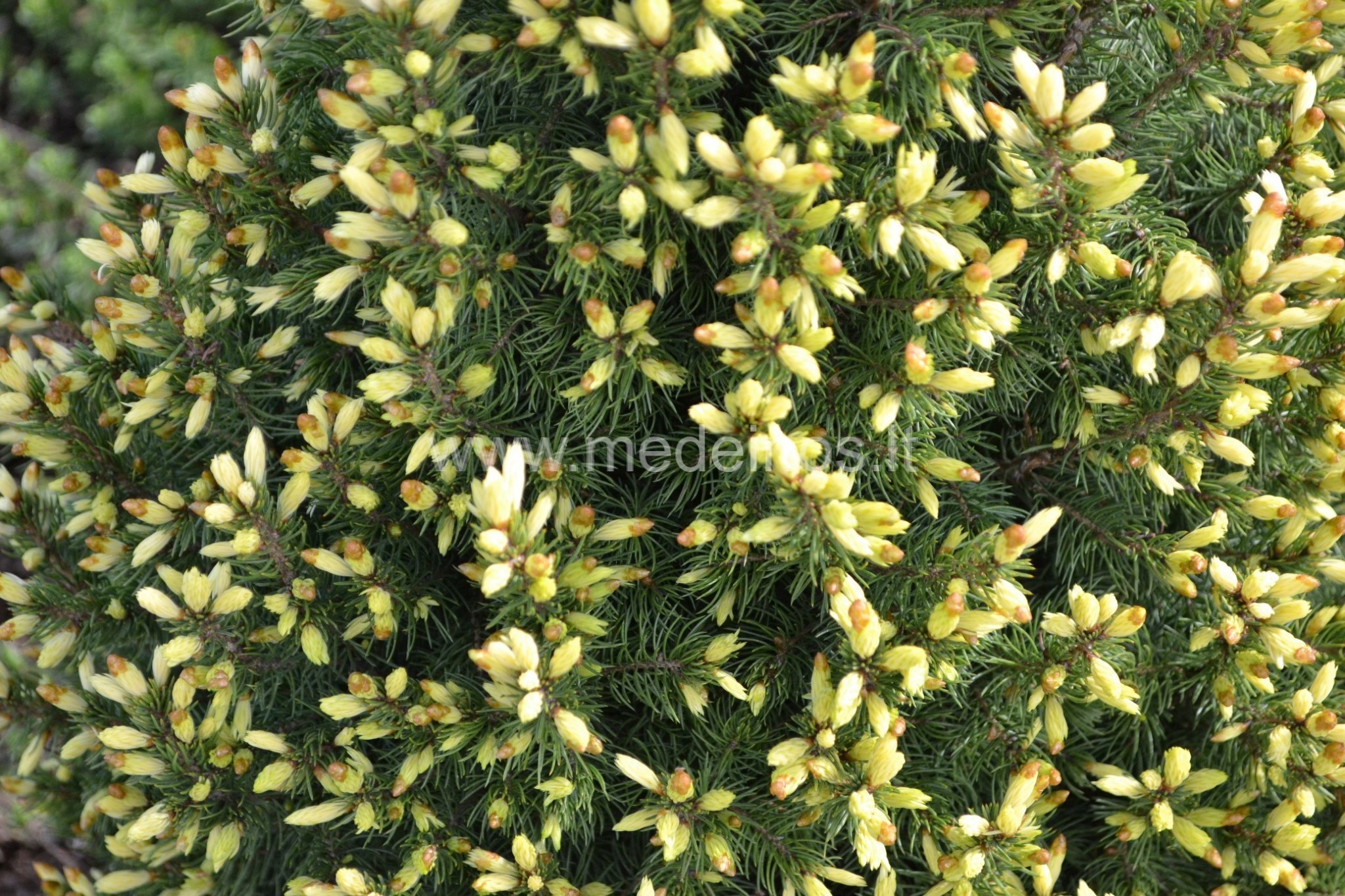 NEDIDELI MEDŽIAI IR KRŪMAI, TINKANTYS MAŽIEMS SODAMS IR KAPAMS