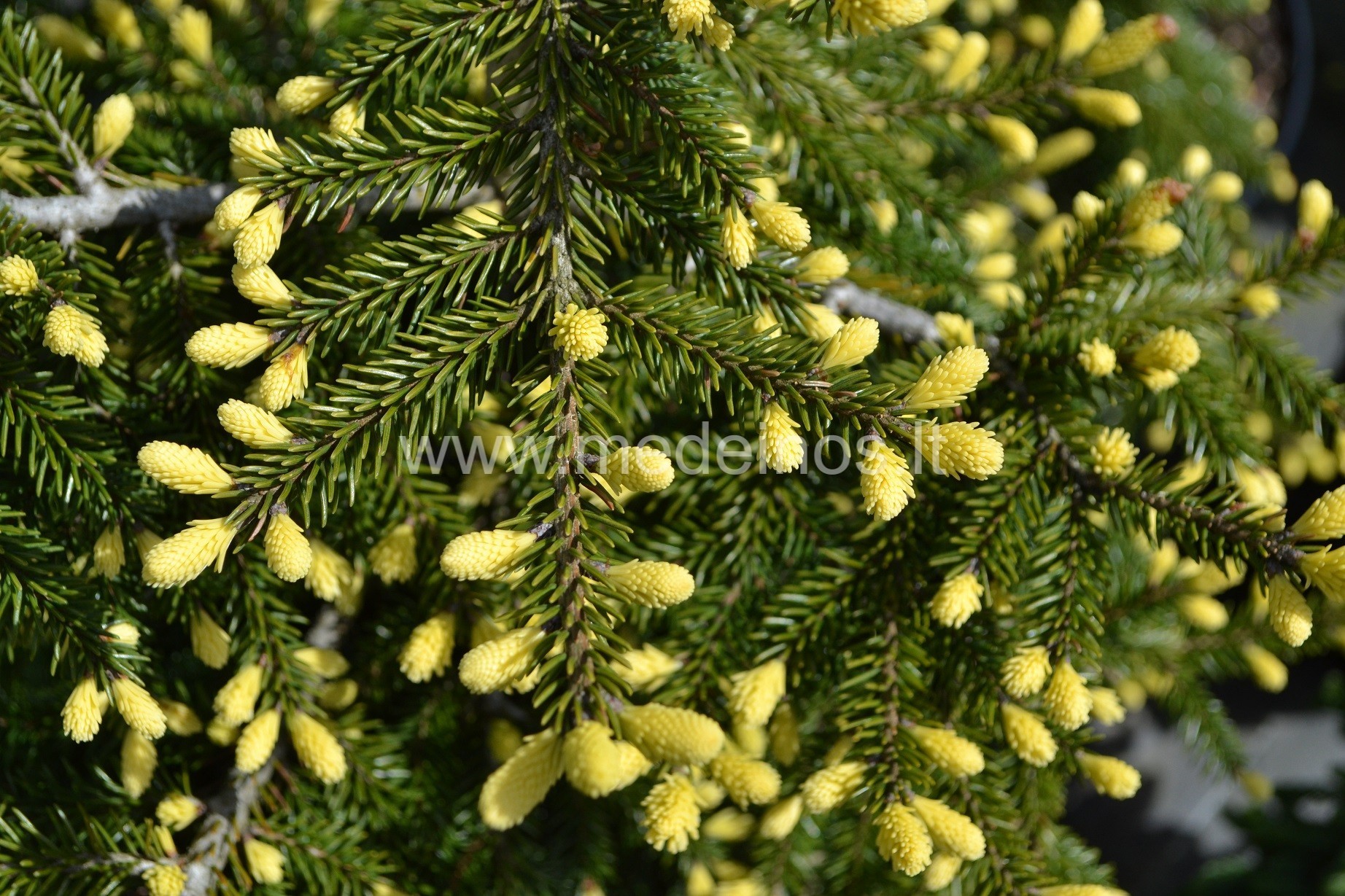 ĮDOMESNĖS IR NAUJESNĖS EGLĖS