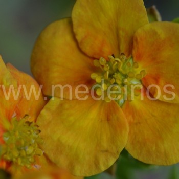 Potentilla fruticosa 'Uman'