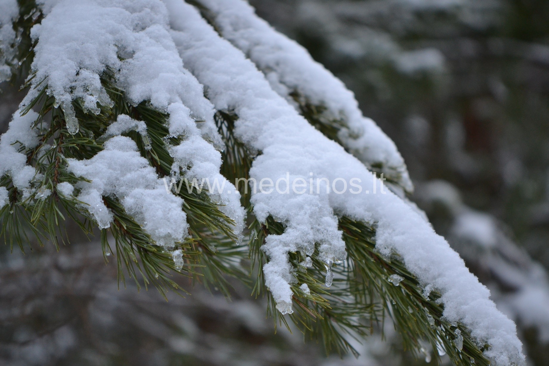 APIE VAISTINGUOSIUS MEDŽIUS IR KRŪMUS ŽIEMĄ