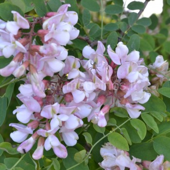 Robinia neomexicana
