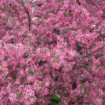 Rojaus obelis pakeri savo žydėjimu, o vėliau ir vaisiais