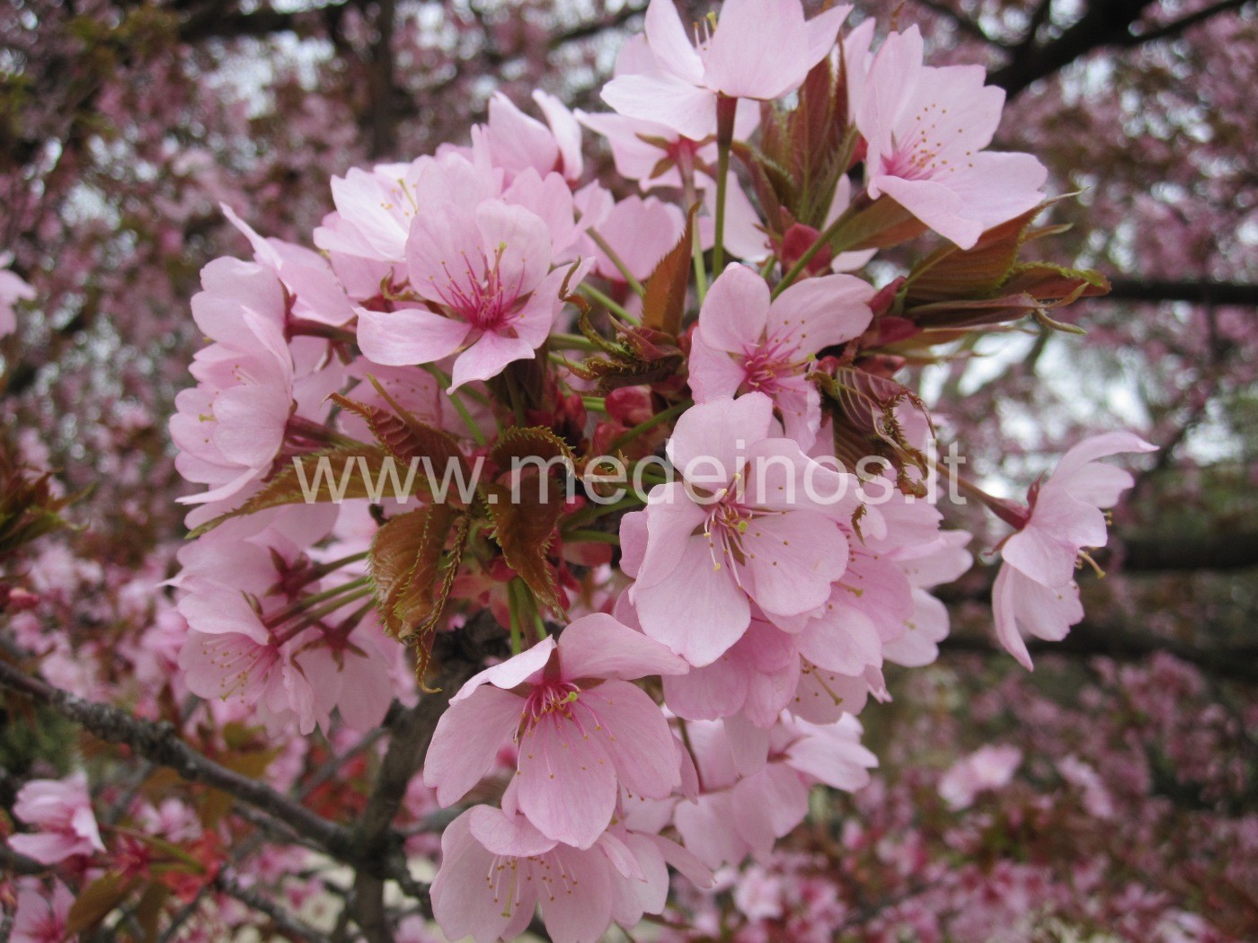 DIDYSIS PAVASARIO SPROGIMAS: SAKURŲ ŽYDĖJIMAS PRASIDĖJO !