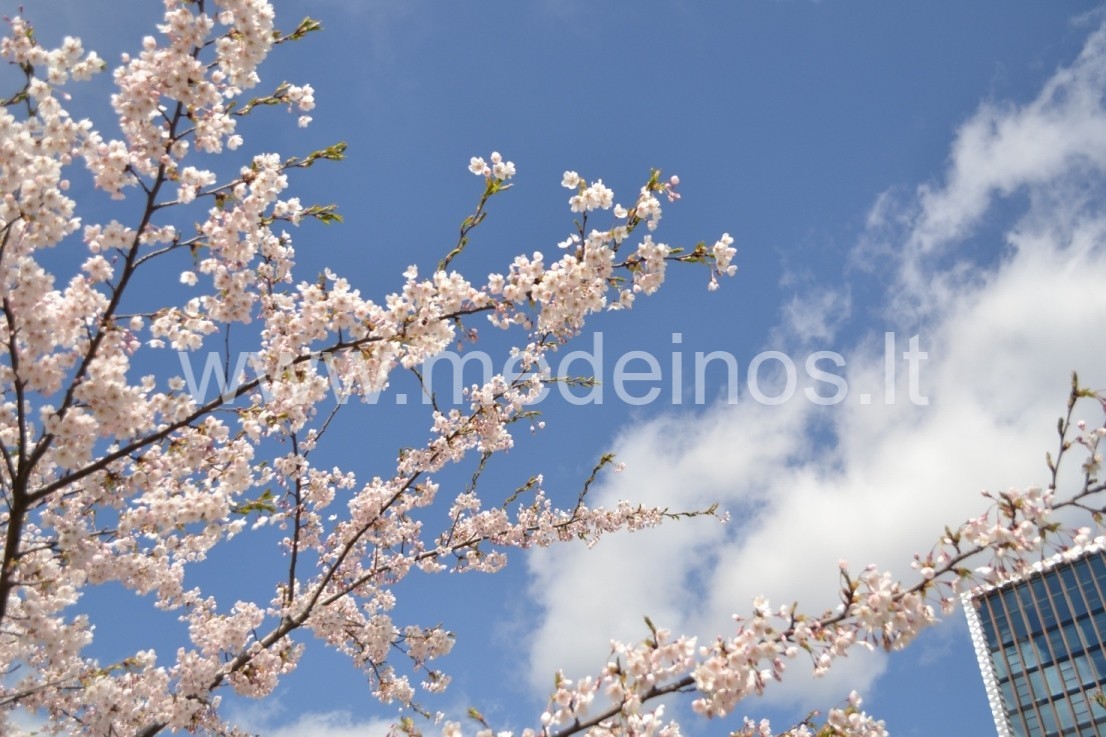 SAKURŲ ŽYDĖJIMAS VILNIUJE