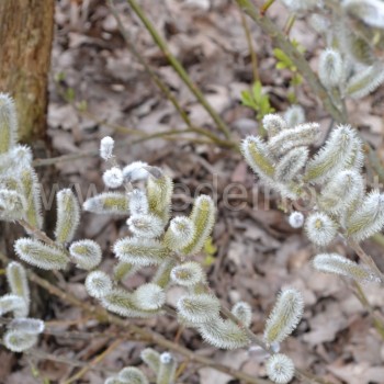 Salix caprea
