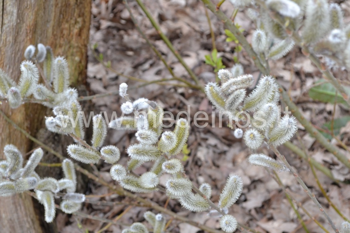 PILKI, RAUDONI IR JUODI - KITOKIE "KAČIUKAI"