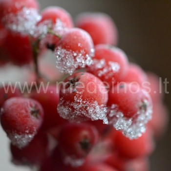 Paprastasis šermukšnis (Sorbus aucuparia)