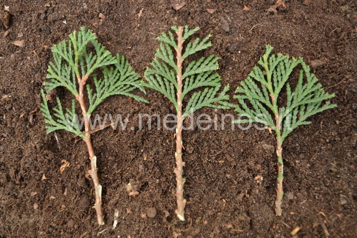 DEKORATYVINIŲ MEDŽIŲ IR KRŪMŲ DAUGINIMAS AUGINIAIS