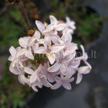 Syringa x persica
