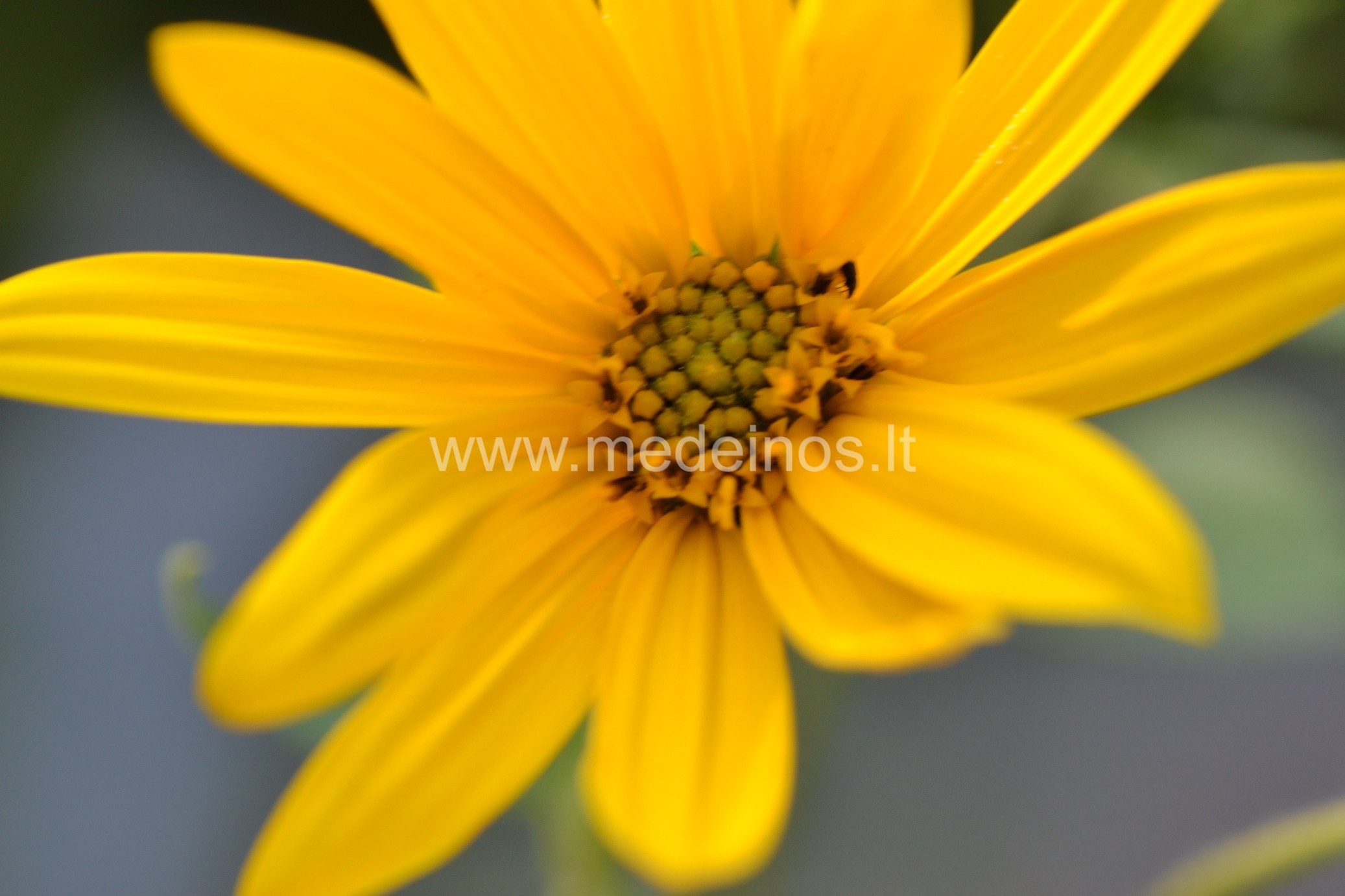 NAUJA PAŽINTIS SU SENAISIAIS TOPINAMBAIS