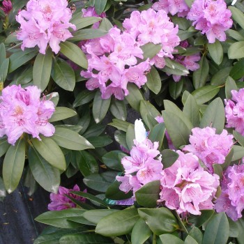 Amerikinis rododendras 'Grandiflorum'