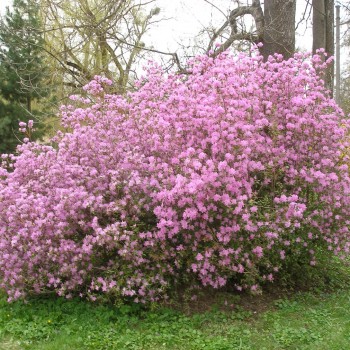 Daūrinis rododendras Kauno Botanikos sode